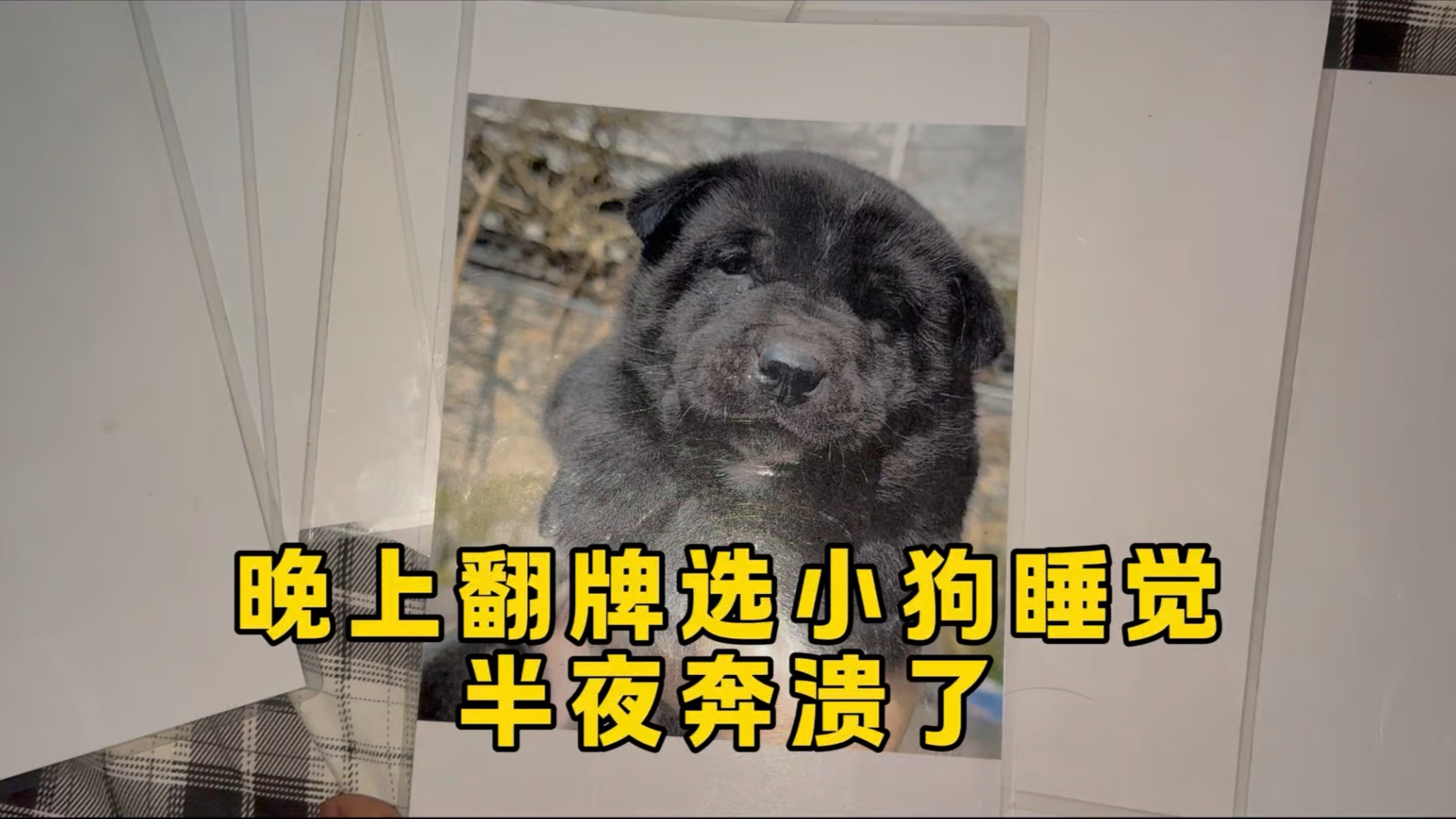 农村体验当“狗皇帝”的日常！翻牌选小狗到房里睡觉！