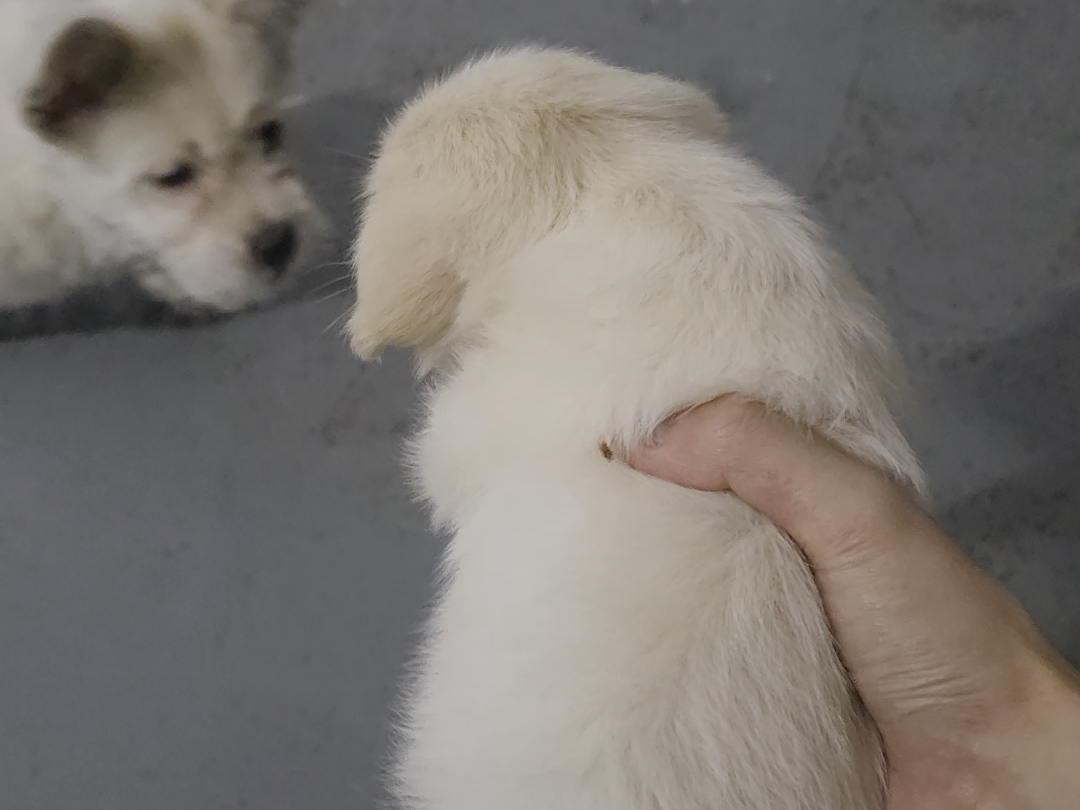 小狗旋风