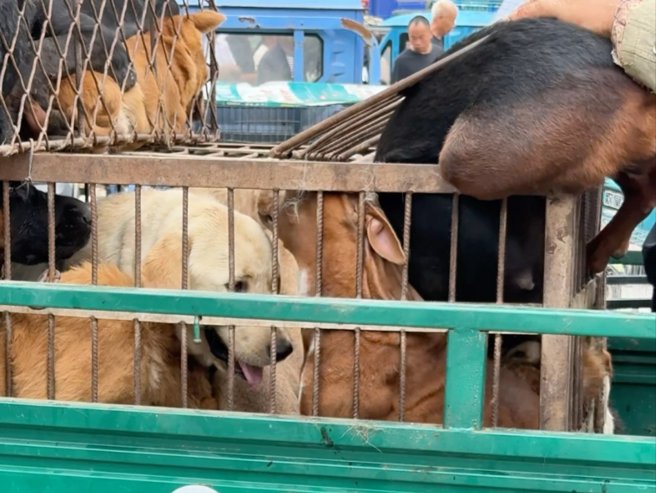 懂人性大狗哭着不愿离开主人，为钱主人硬塞进狗肉车，狗得多寒心