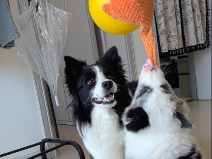 最佳赏味期的小犟狗！