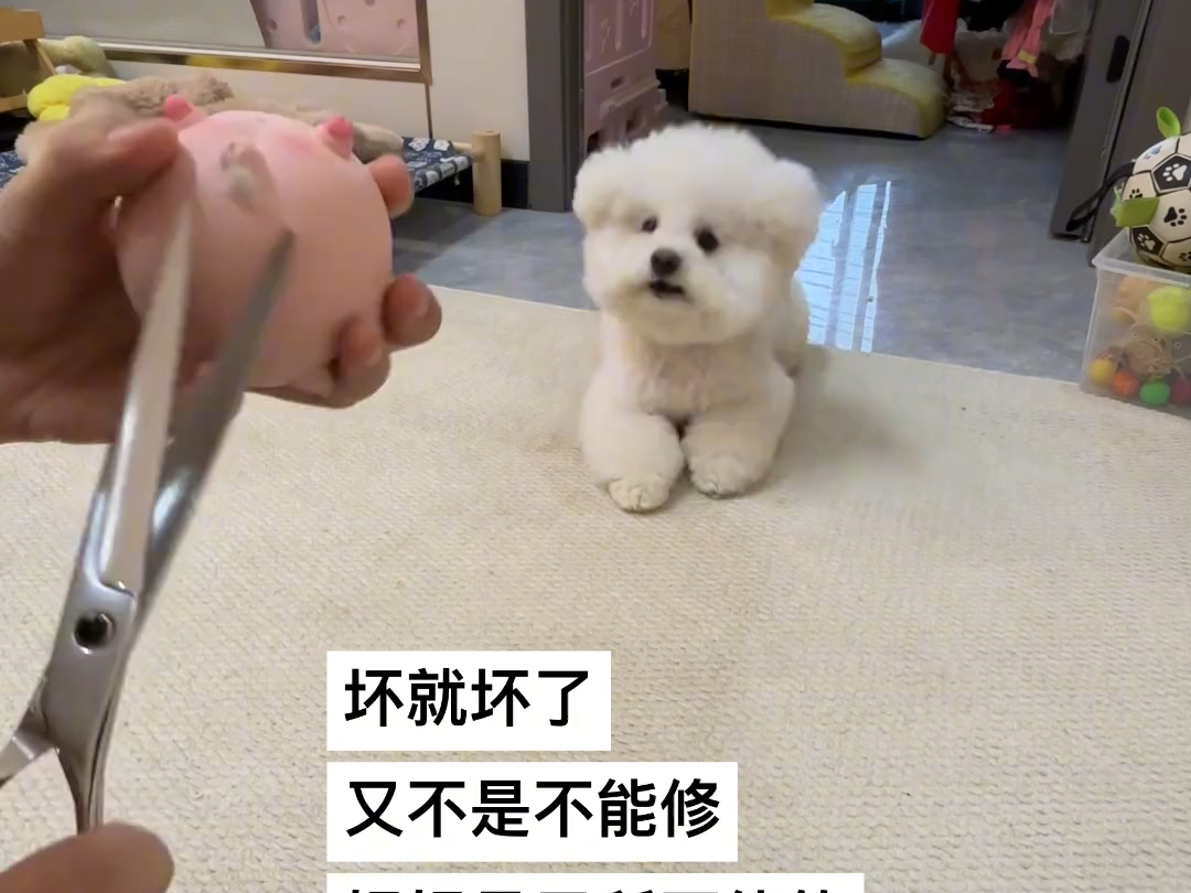 当主人给小狗修玩具时 小狗等待的眼神也太可爱了吧