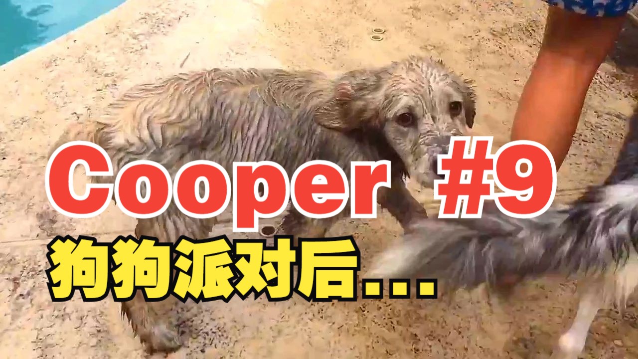 狗狗派对后 #9