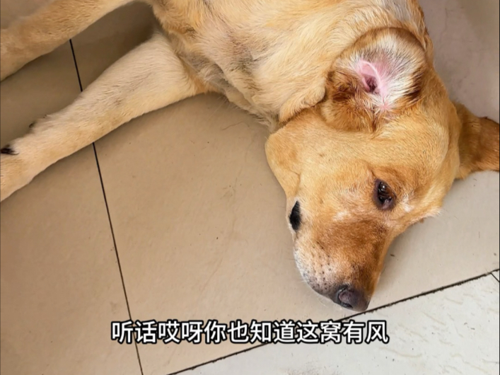 白眼狼，每次出门回来都不欢迎我，但一点也不影响我给她买喜欢吃