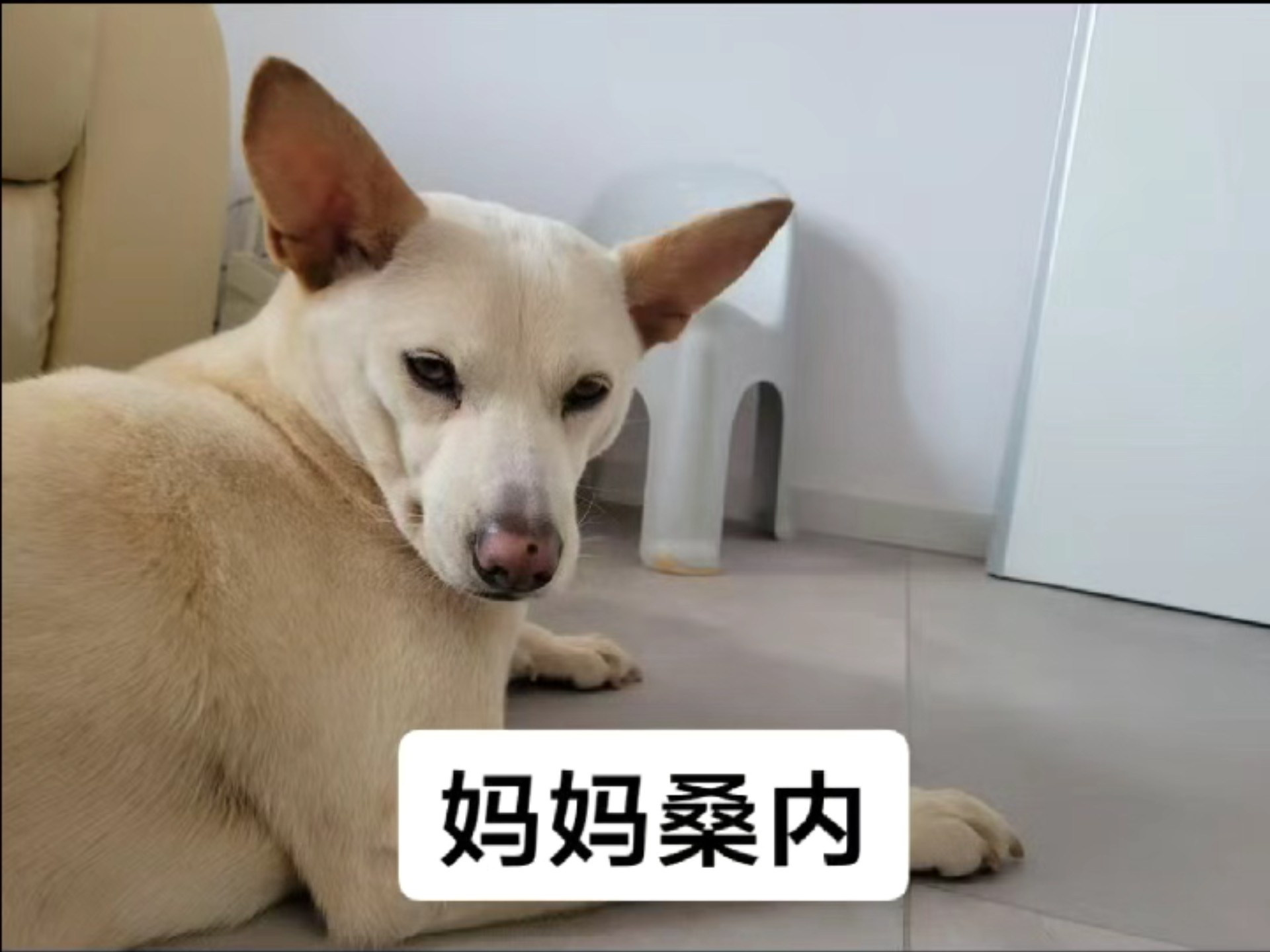 小狗子白糖的第23个怪视频