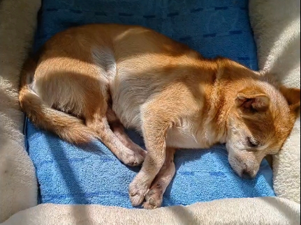 可可，我们都很想念你，快回来吧宝宝