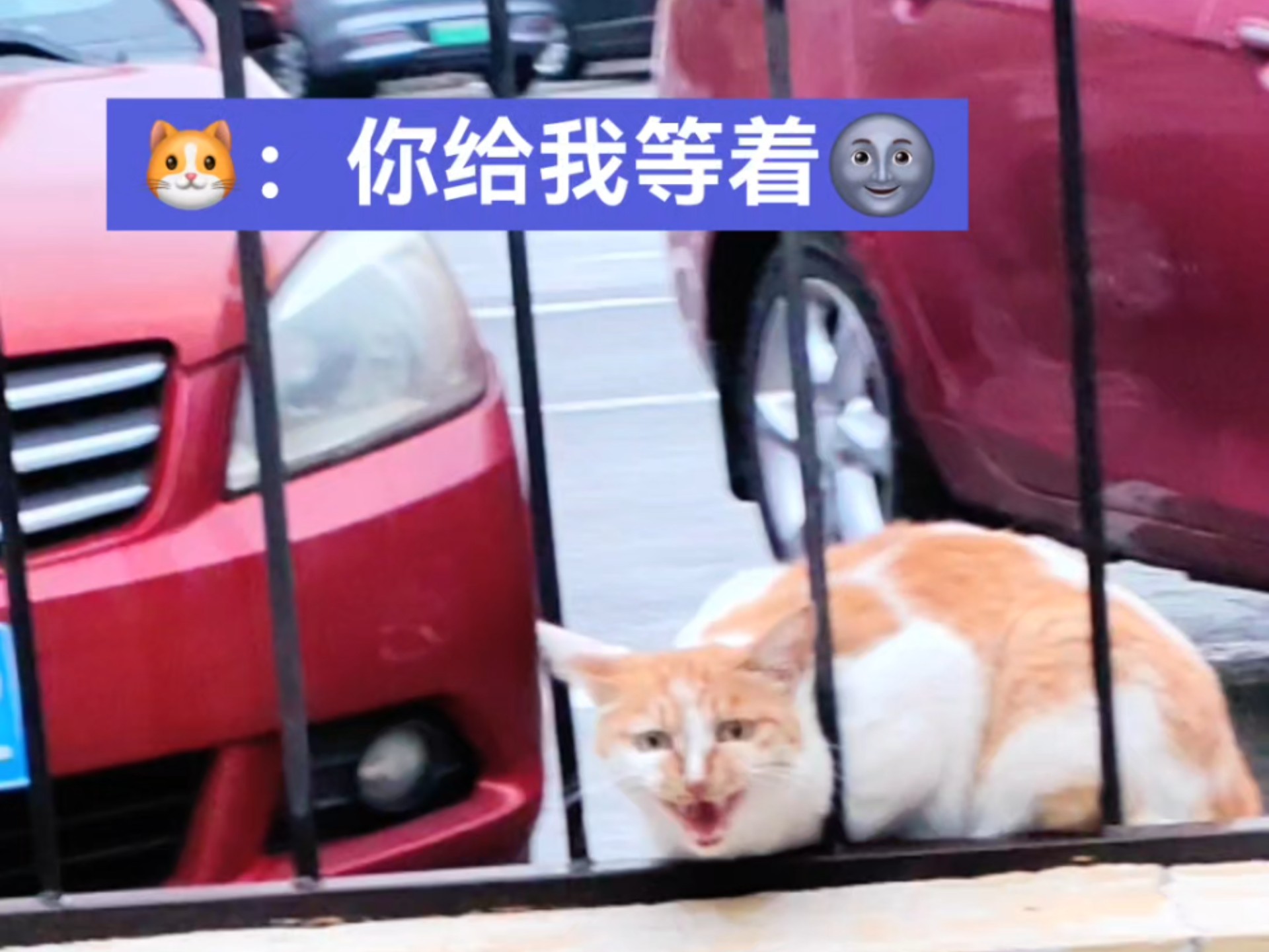 没招儿，你肯定不让我抱。