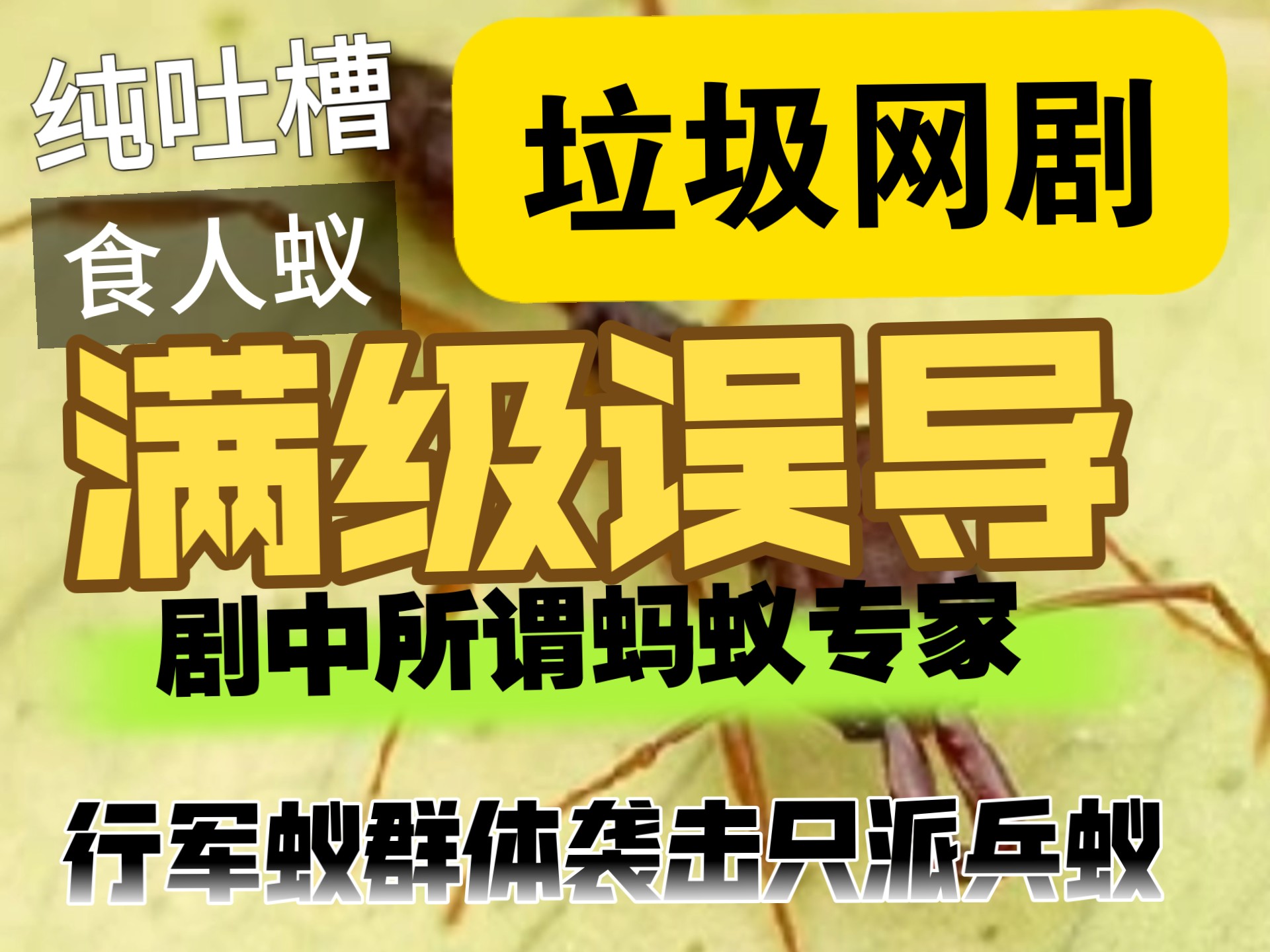 （鉴定网络蚂蚁视频17）满级网剧，食人蚁是弓背蚁／带陷阱鄂大头蚁，蚂