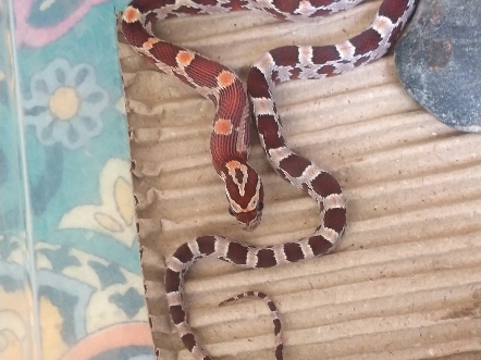 到家第五次喂食