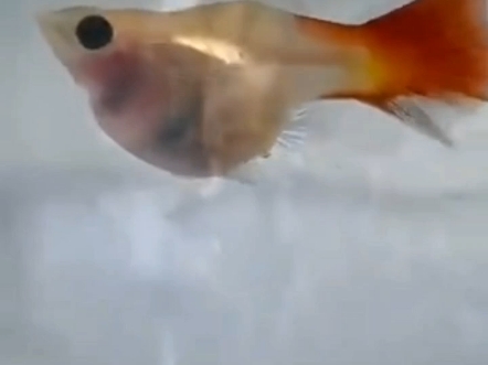 孔雀鱼下的不是鱼卵，是活的小孔雀鱼     #奇妙的动物世界