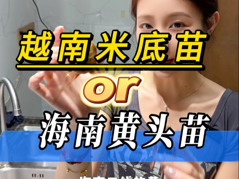 金钱龟里面最受欢迎的两个品种，你们喜欢哪个呢