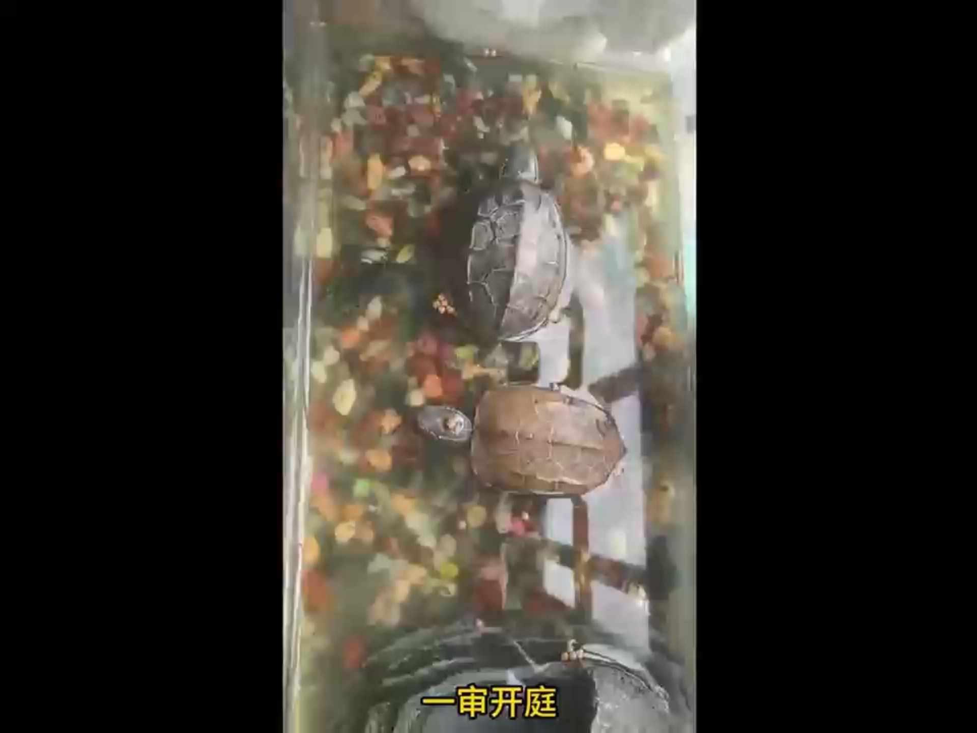 饲料龟仙人：又是上当的一天