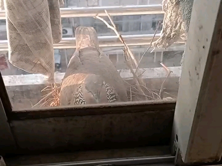 母鸽孵化中