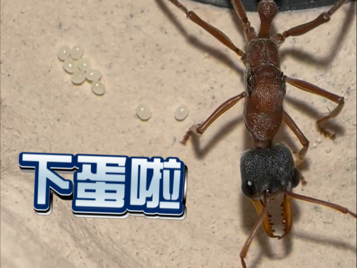 绝育了黑头牛蚁下蛋啦