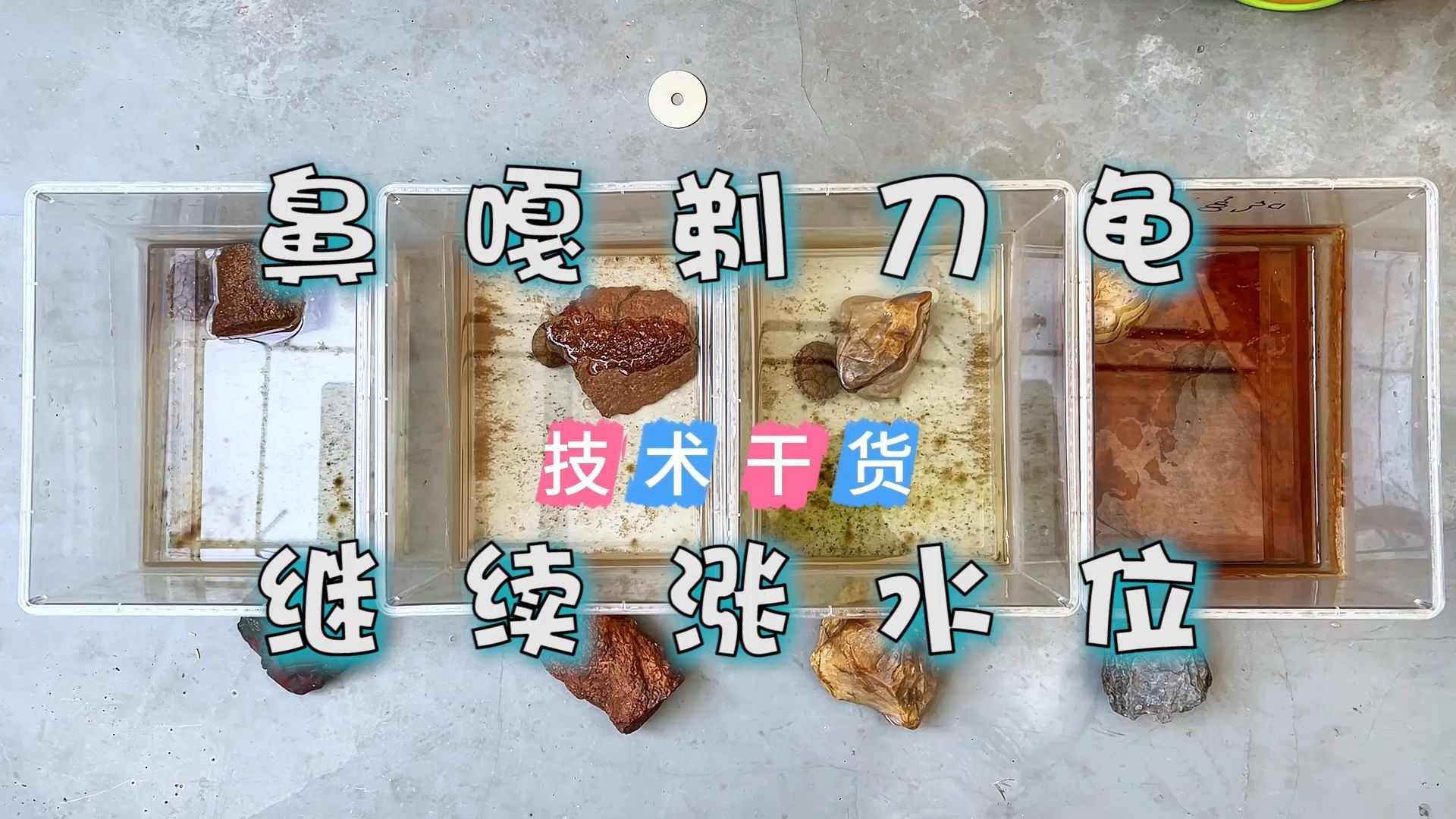 鼻嘎剃刀龟继续上涨水位