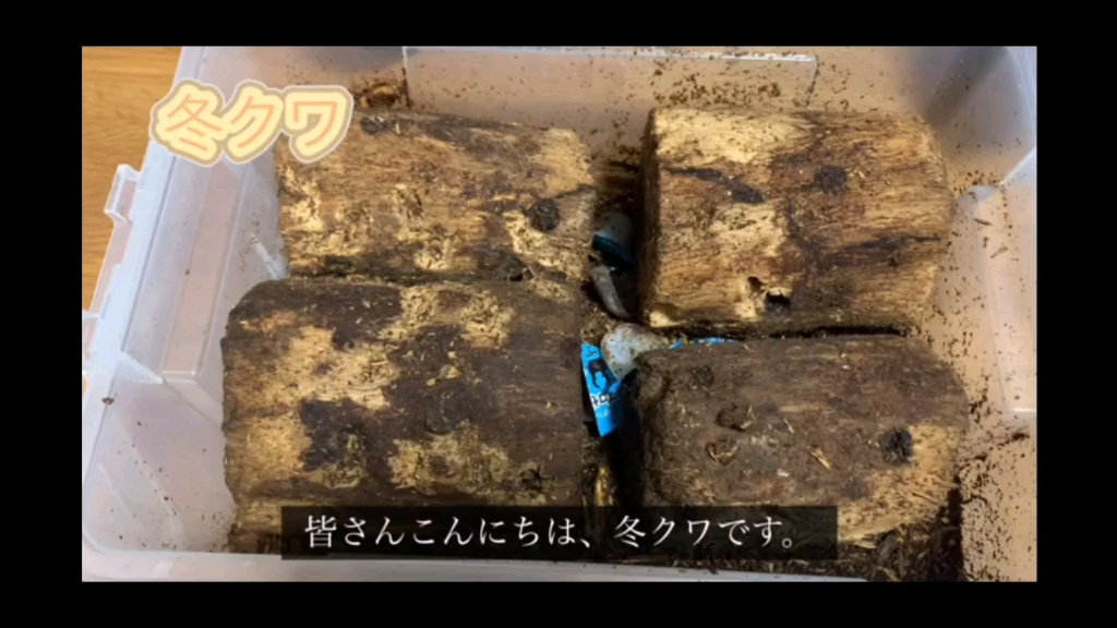 金刚大鹿角来产房整个周期2