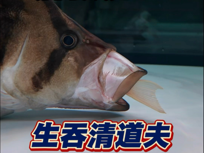 解救虎鱼，居然生吞了一条女王清道夫！！！