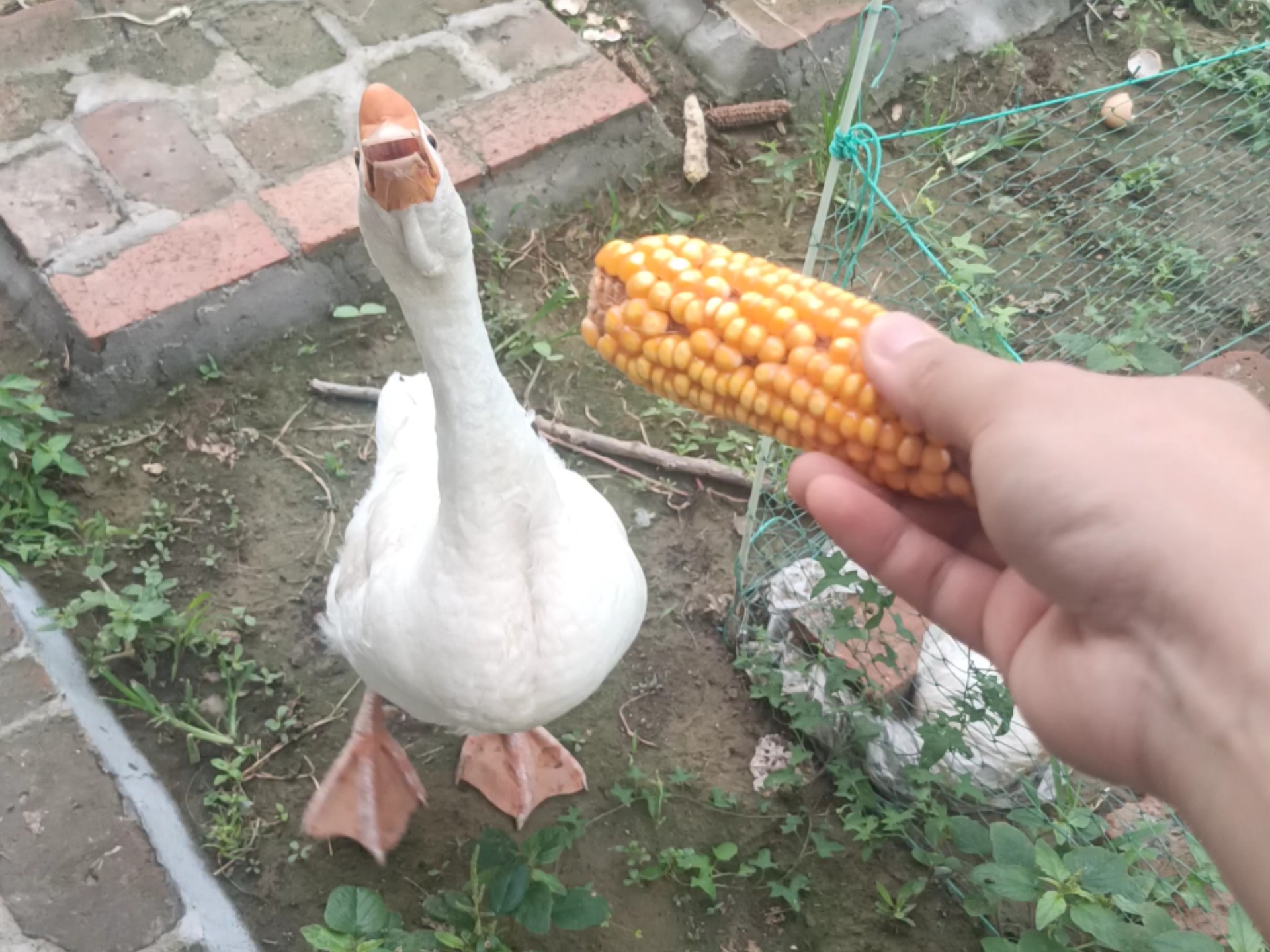 无情的干饭机器