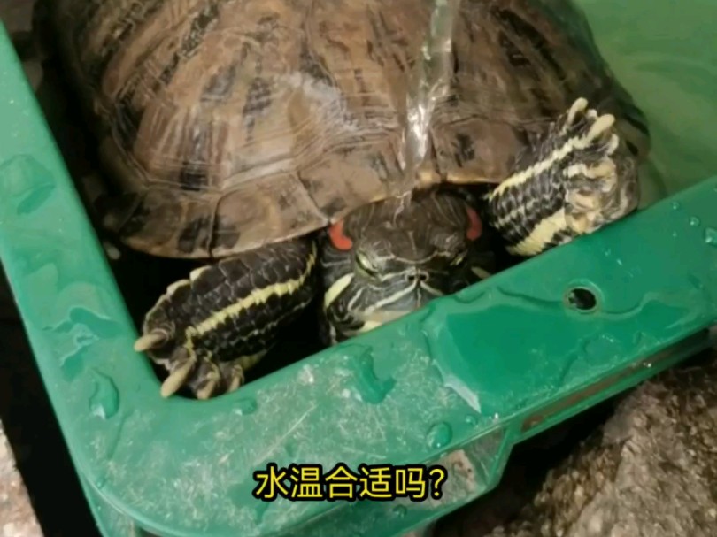 给乌龟洗头接着吃小鱼大餐