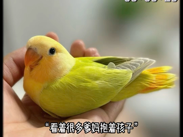 养小鸟后知道的事