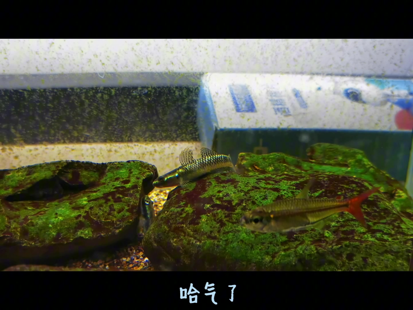 单位小缸的一年