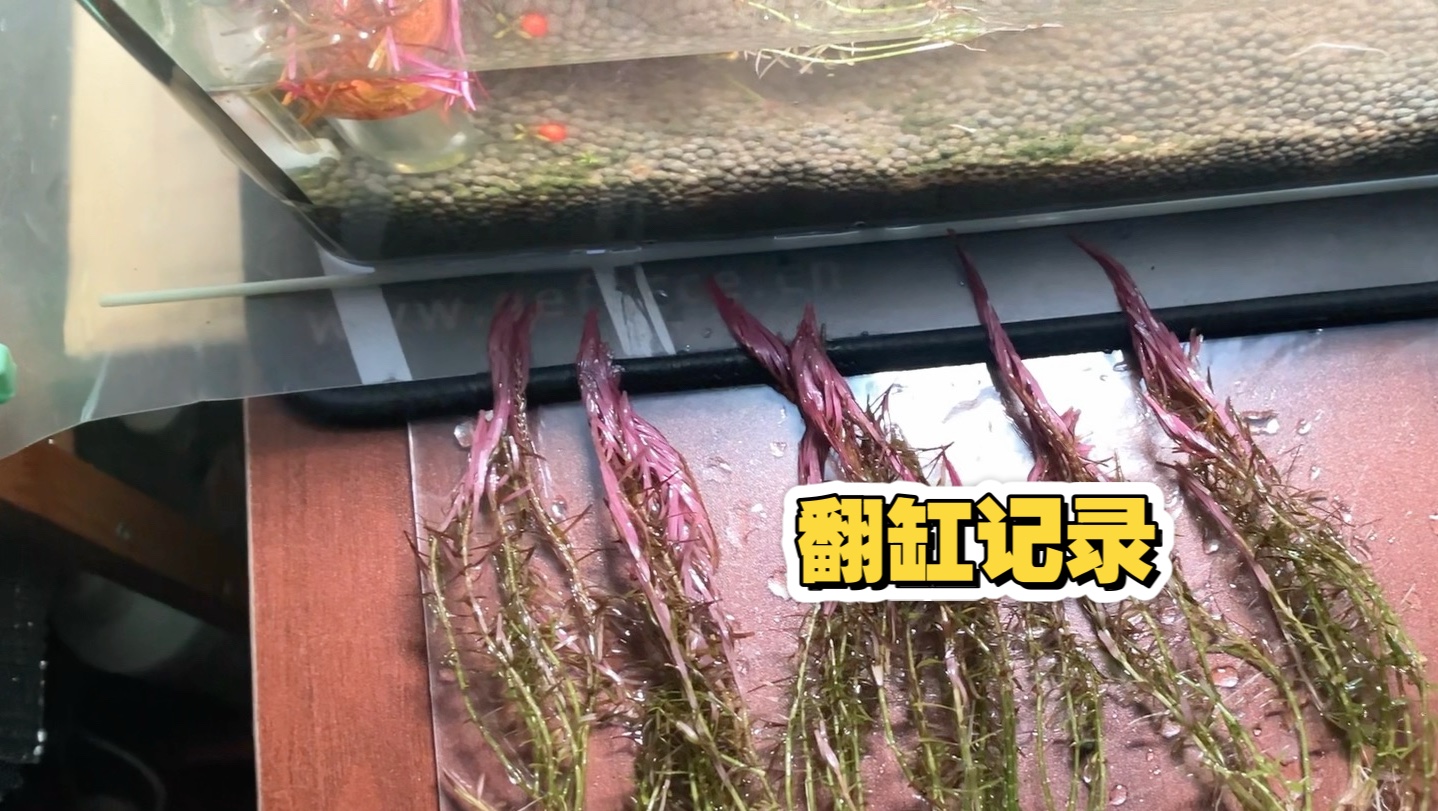翻缸记录
