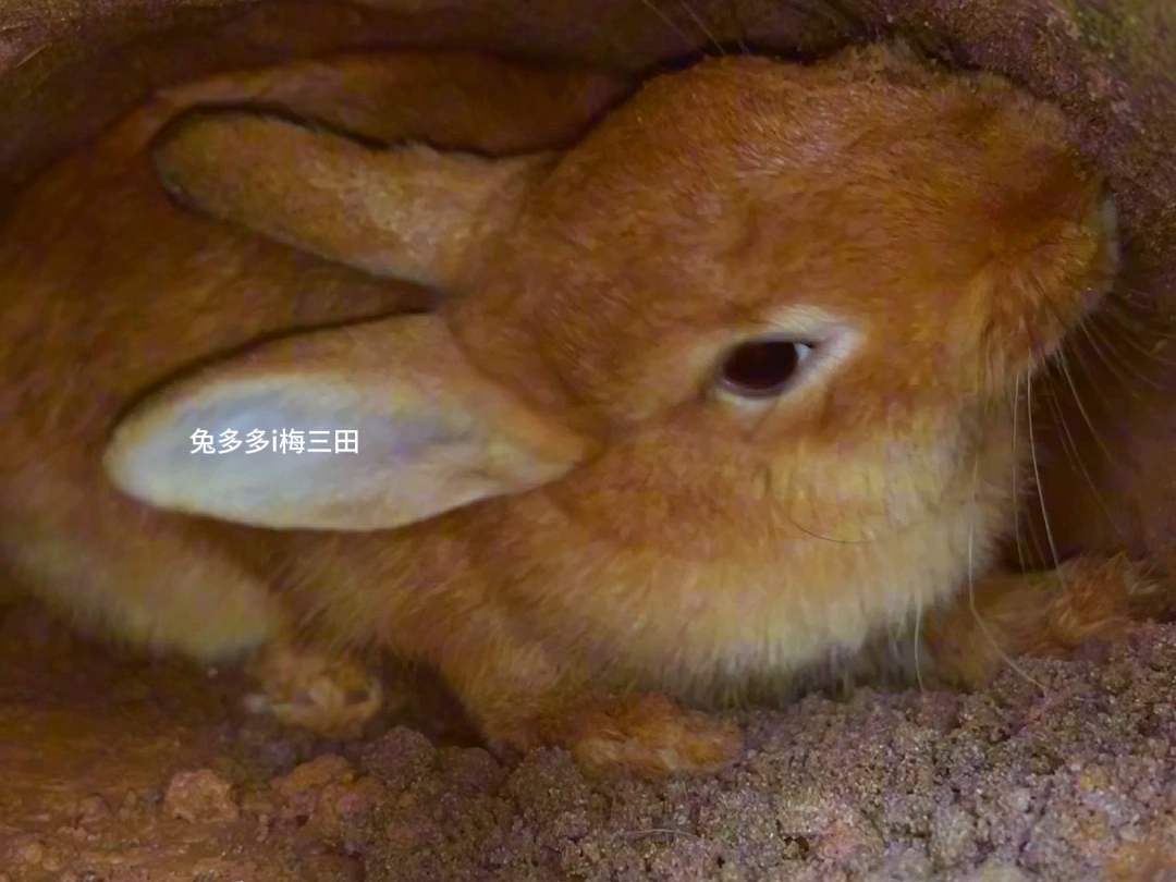 一对兔子在洞里面的生活#兔子 #动物 #宠物
