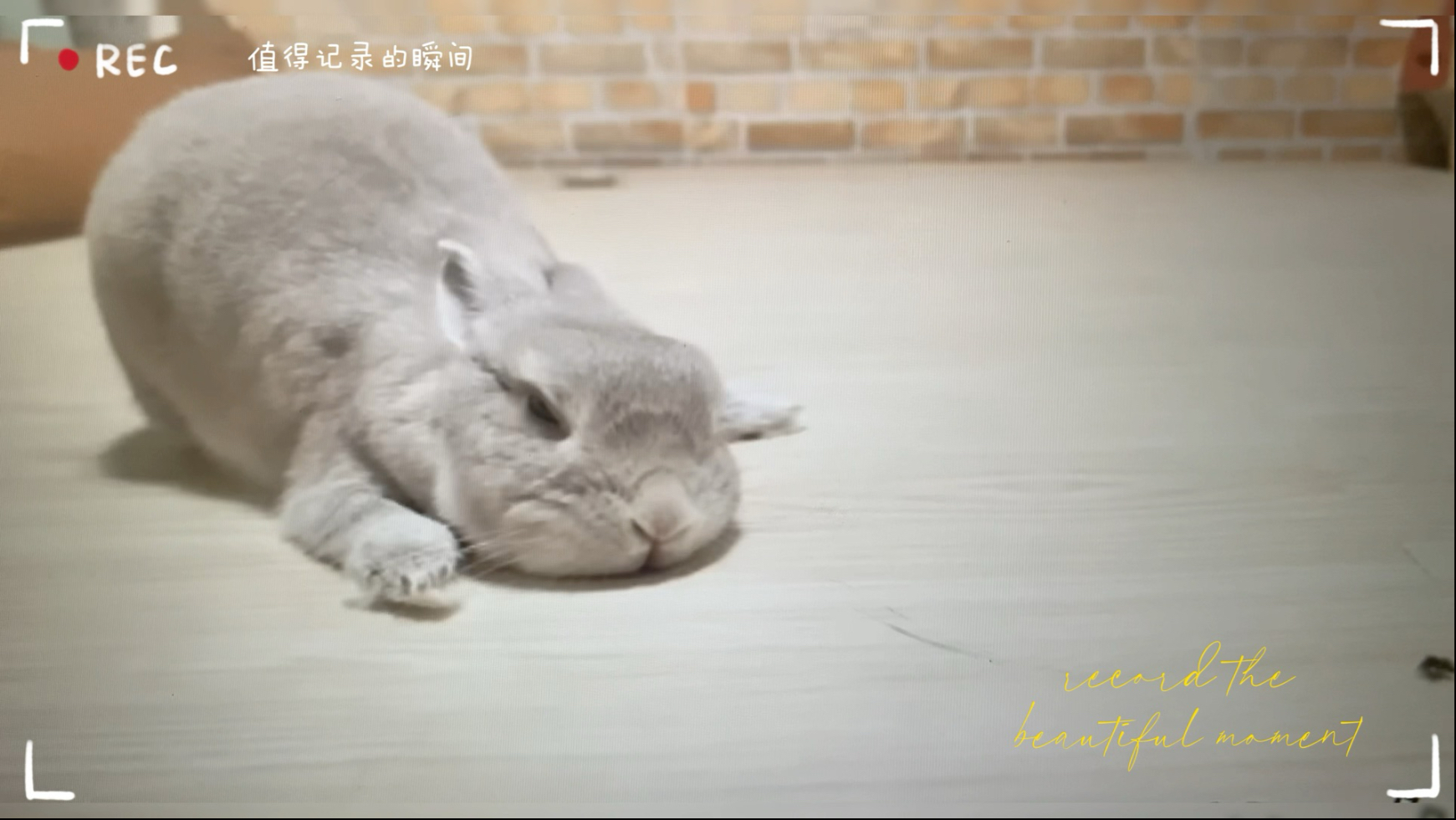 小虫子逗兔兔。