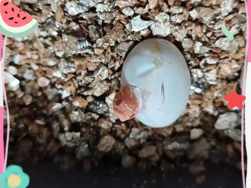 粉嫩小猪出壳瞬间