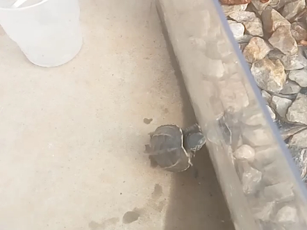 小草龟，豆豆！