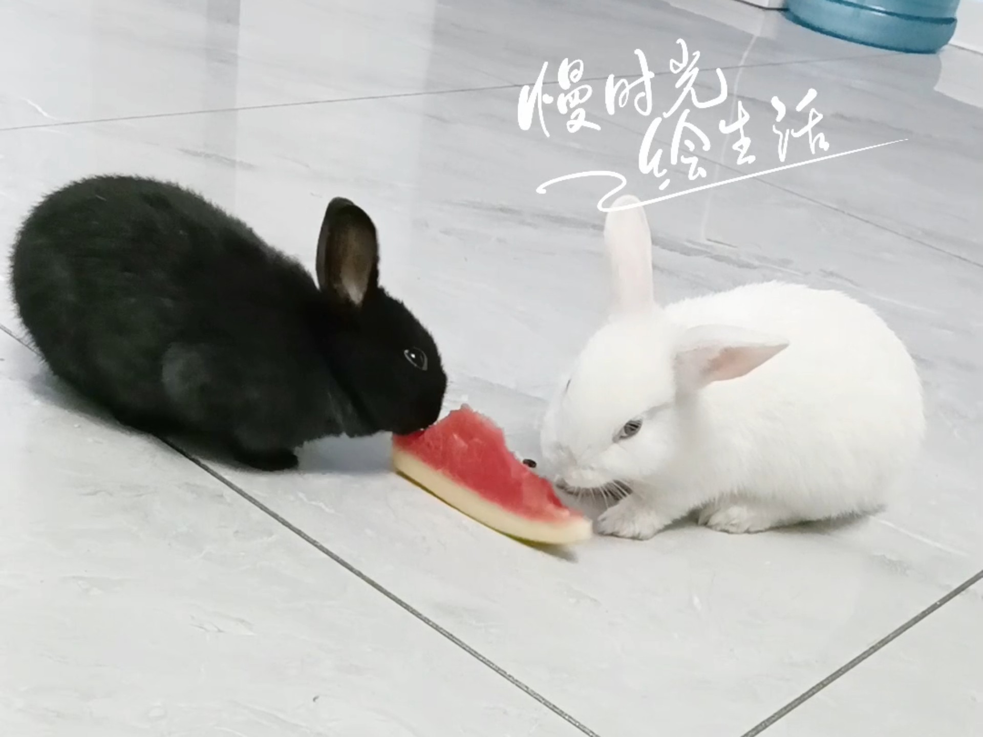 小兔子吃西瓜