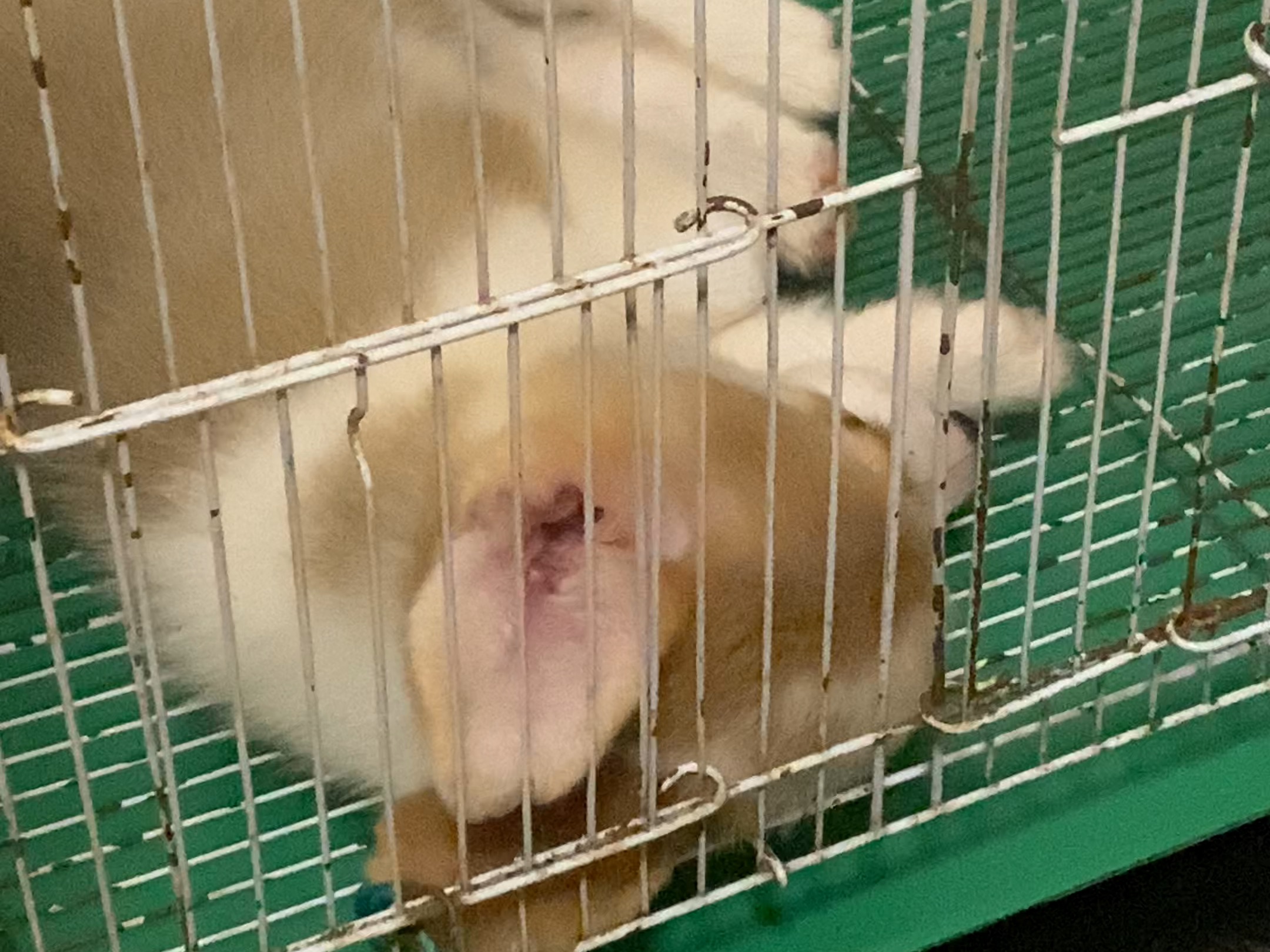 小狗做梦