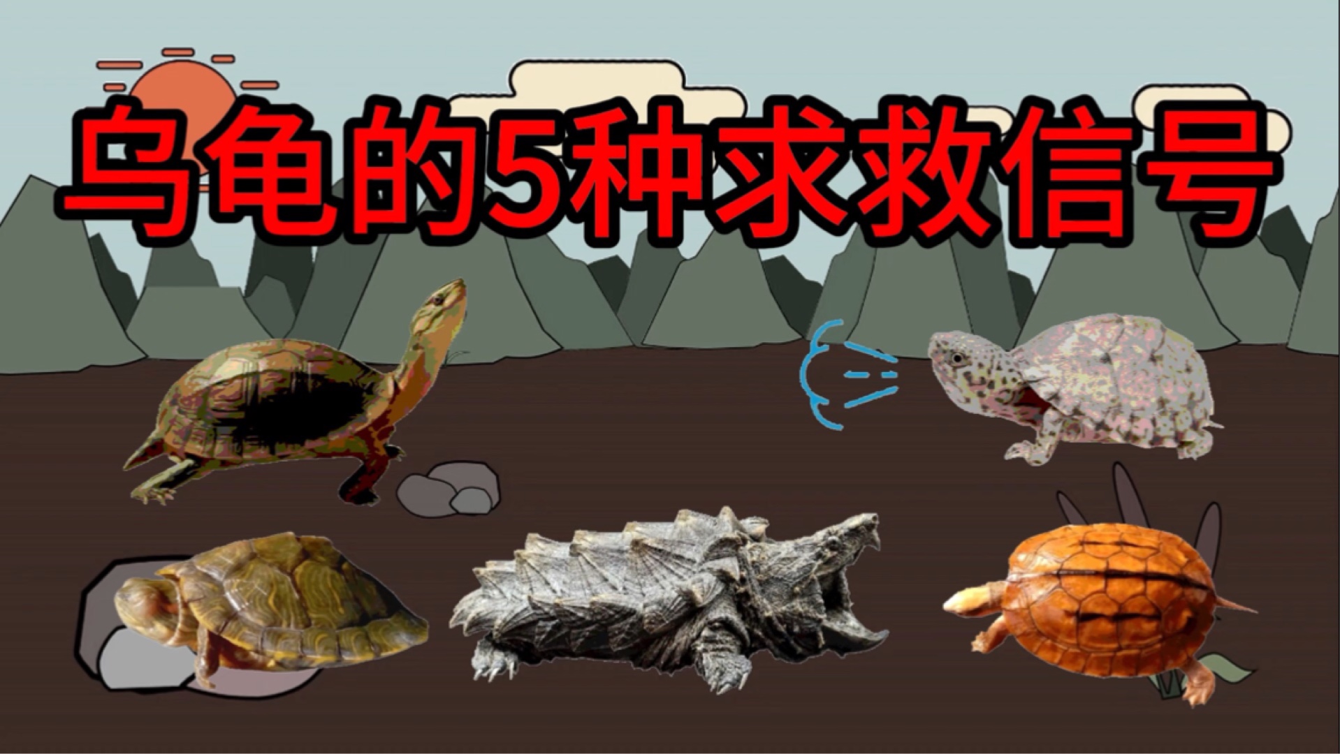 乌龟的5种“求救信号”，你看懂了几种？