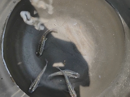 观背青鳉黑星光