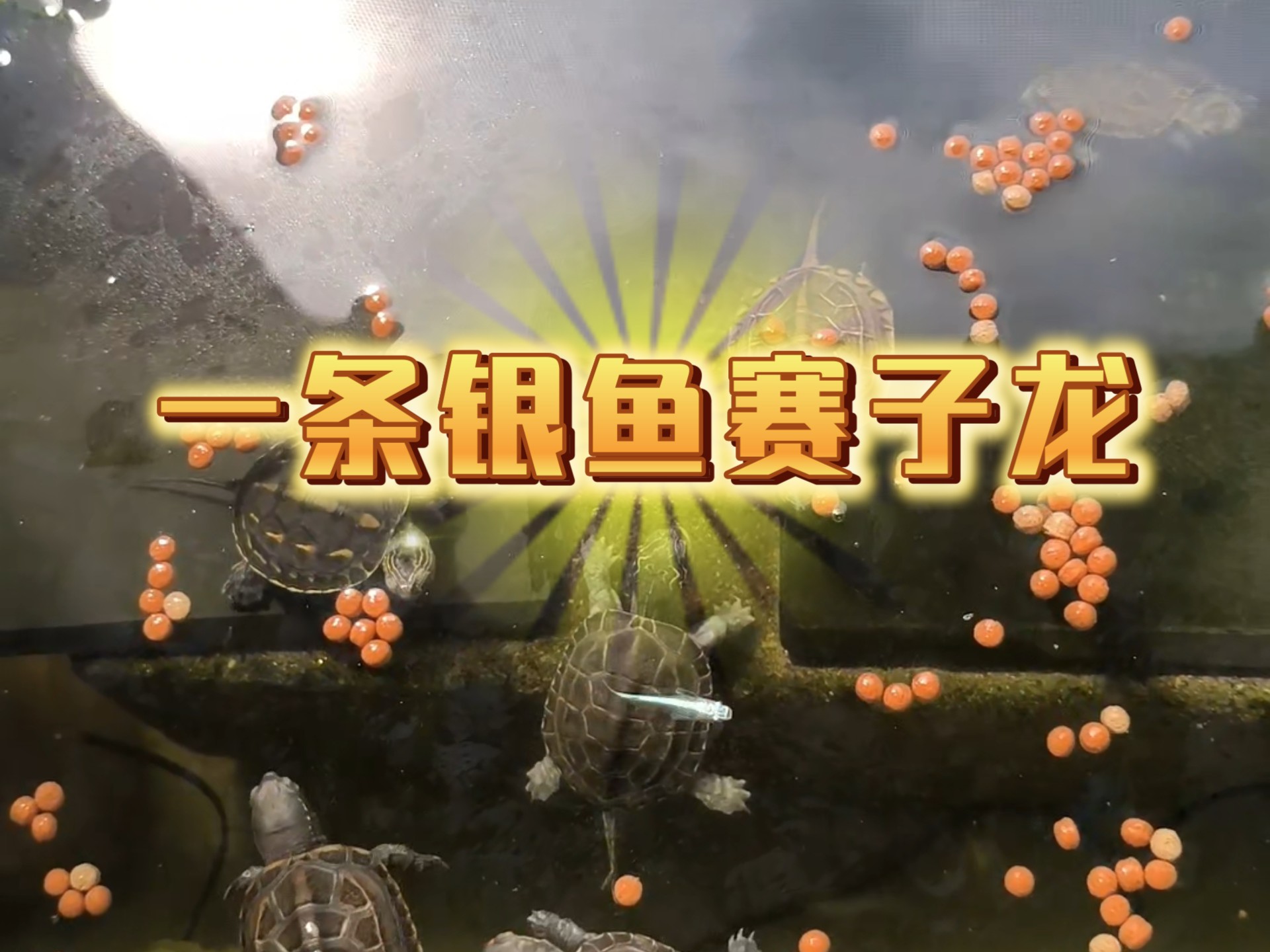 万龟口中夺食过，一条银鱼赛子龙。曲：周杰伦《告白气球》词：林俊