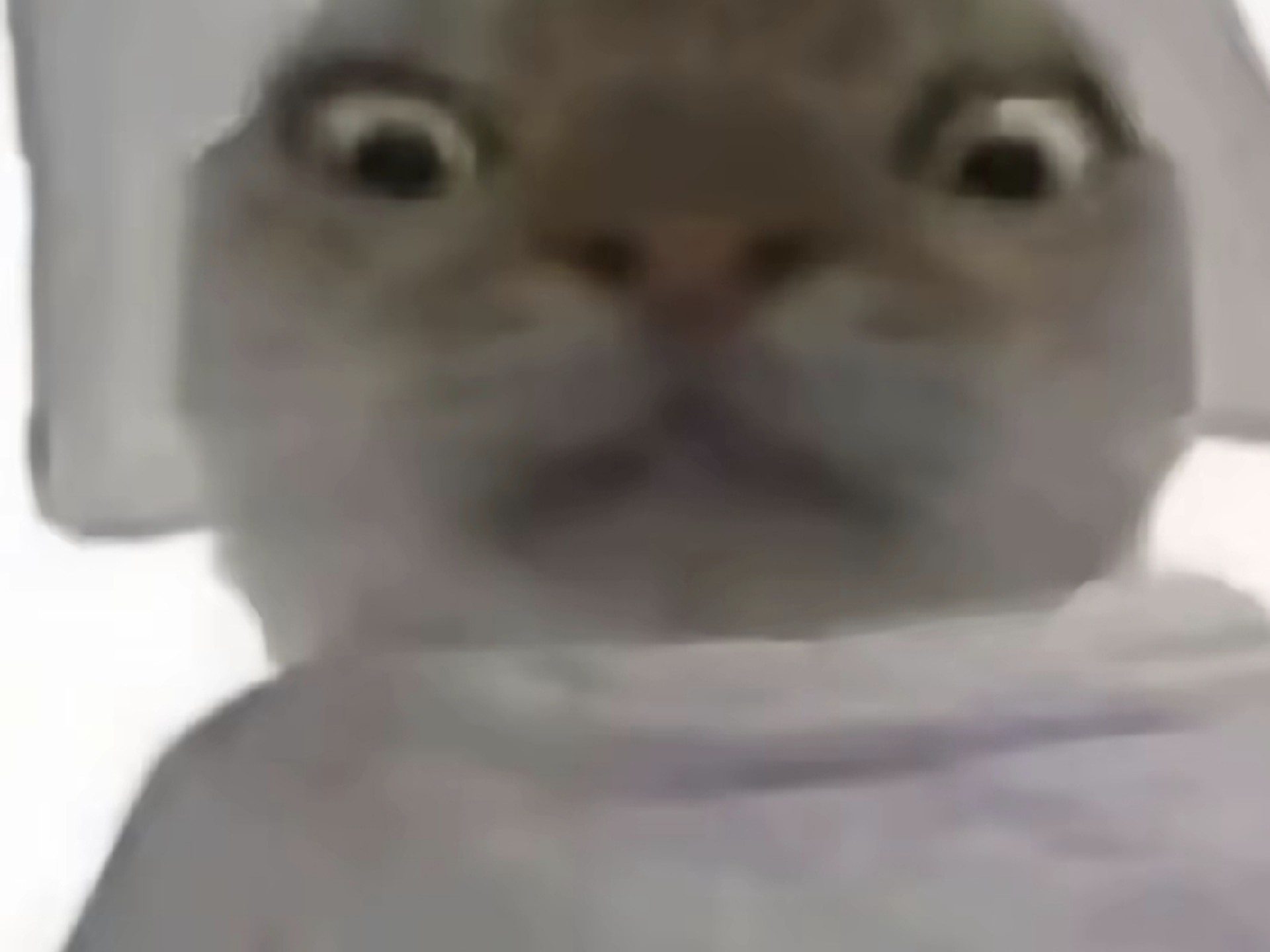 鼠鼠日记