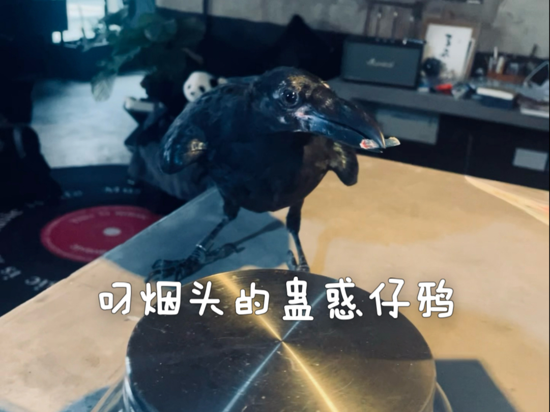 叼烟头的蛊惑仔鸦！