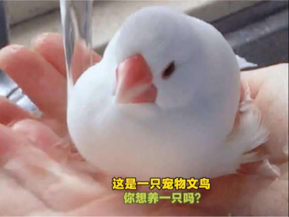 《这是一只宠物文鸟》你想养一只吗？