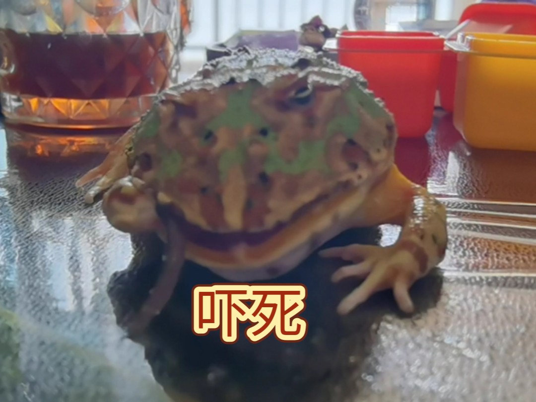 嘎吱响！角蛙吃饭咬到自己的手……