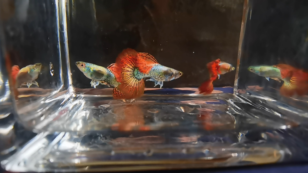 第一批红龙孔雀鱼留念，刚接触这个品种就被它的颜色所惊艳，一直