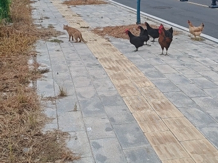 野猫与鸡