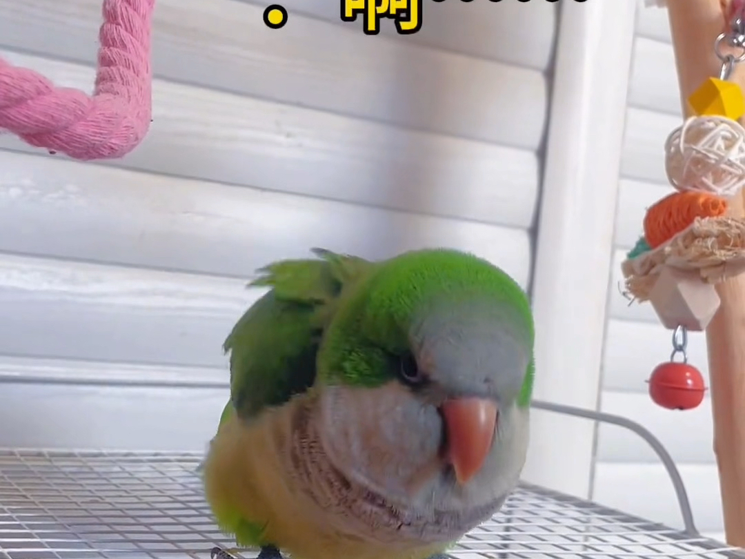肥鸡展翅