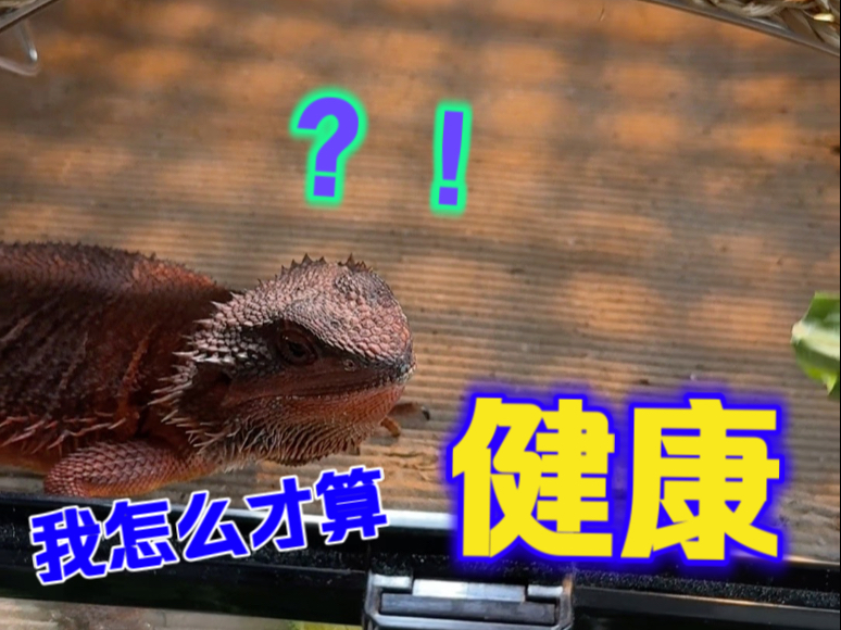 怎么样的鬃狮蜥才算健康？