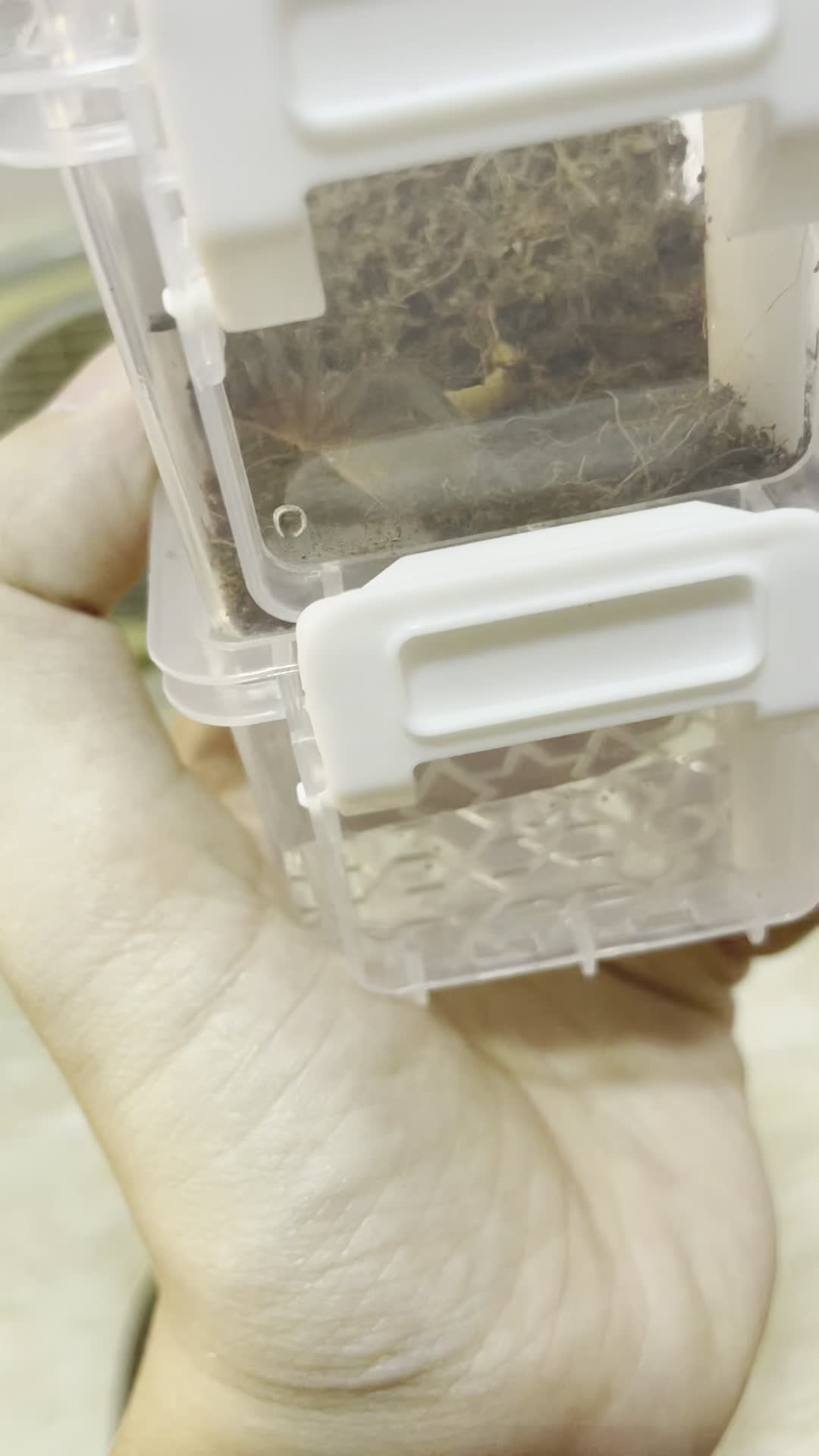 diy蜘蛛饲养盒