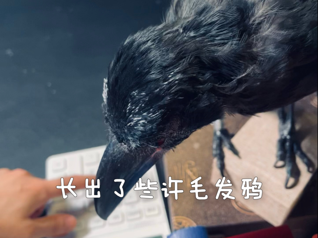 乌鸦的日常，长头发啦！