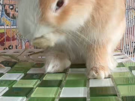 洗脸的兔 pi 兔 pi 兔～