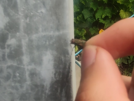 徒手抓苍蝇