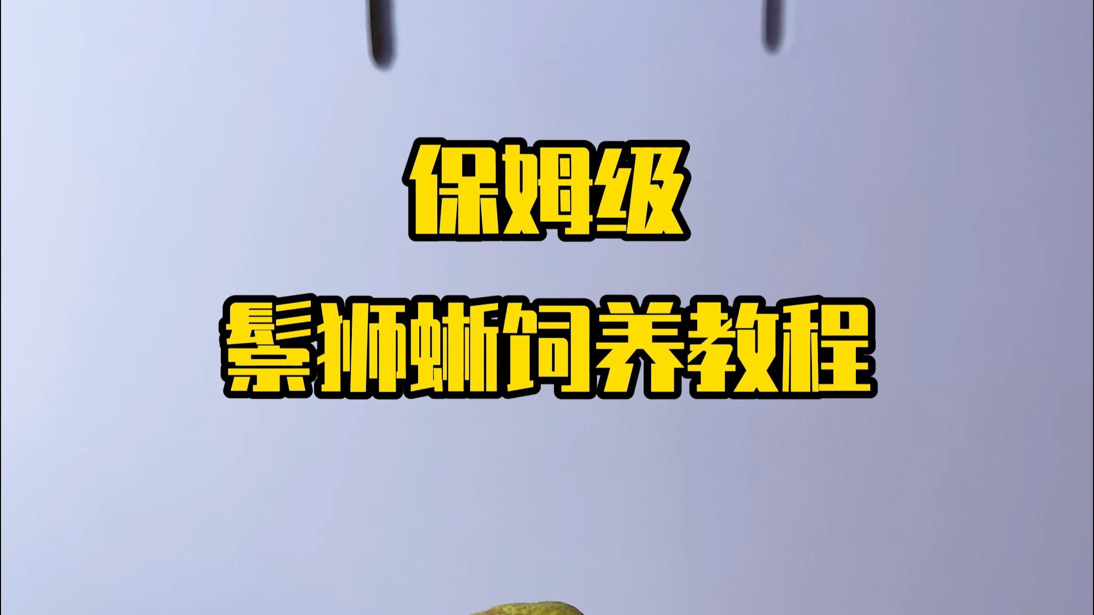 鬃狮蜥饲养教程，如何饲养鬃狮蜥