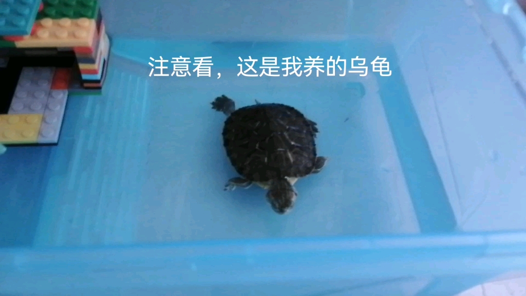 依旧乌龟第4天