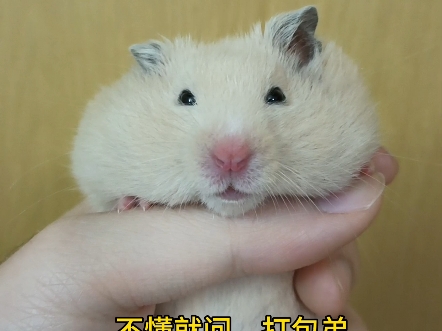 怎么又是你