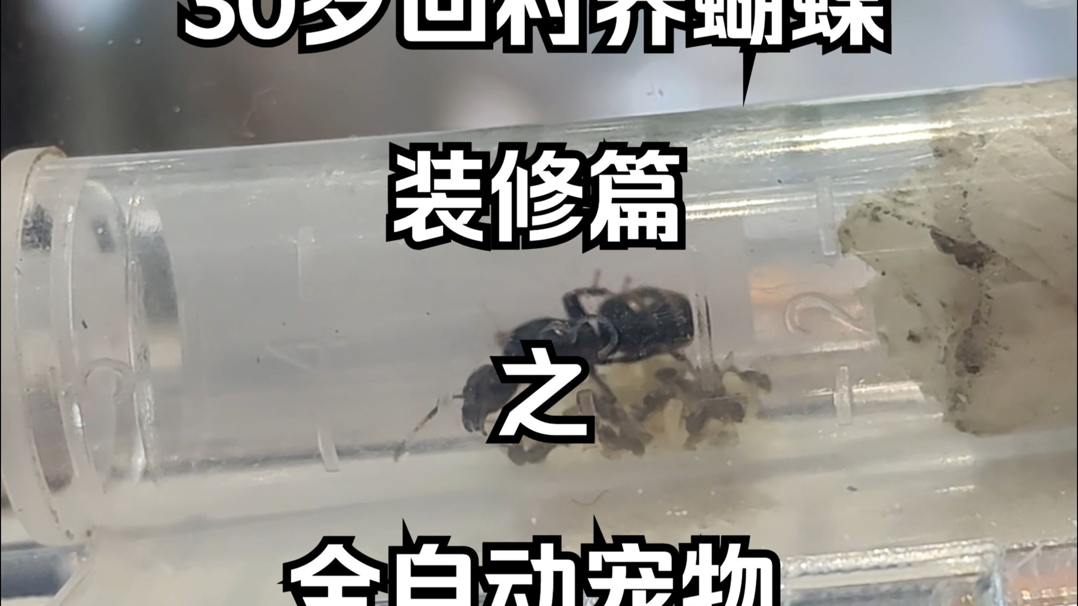 蚁后：孩子们，这并不好笑